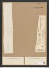 Homoeocladia martiana var. div. Ag. (de-Toni-Nr.: Genus 48, Species 2182) Zeichnungen Sammlung Grunow Nr. 4580 (NHMW-BOT-W0372589)